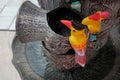 The couple yellow hornbills. Animals pottery.