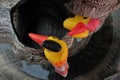 The couple yellow hornbills. Animals pottery.