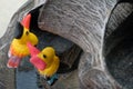 The couple yellow hornbills. Animals pottery.