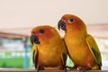 Couple yellow Sun conure parrot love and take care of together , Royalty Free Stock Photo