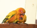 Couple yellow Sun conure parrot love and take care of together , Royalty Free Stock Photo