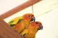 Couple yellow Sun conure parrot love and take care of together , Royalty Free Stock Photo