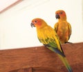 Couple yellow Sun conure parrot love and take care of together , Royalty Free Stock Photo