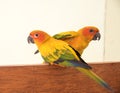 Couple yellow Sun conure parrot love and take care of together , Royalty Free Stock Photo