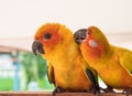 Couple yellow Sun conure parrot love and take care of together , Royalty Free Stock Photo