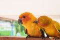 Couple yellow Sun conure parrot love and take care of together , Royalty Free Stock Photo