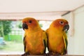 Couple yellow Sun conure parrot love and take care of together , Royalty Free Stock Photo