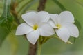 A couple of yellow white and pink flowers Frangipani, Plumeria Royalty Free Stock Photo