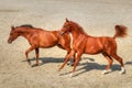 Young playful horses running free in the sand Royalty Free Stock Photo