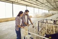 Couple of farmers standing in barn on livestock farm and watching calves in cages Royalty Free Stock Photo