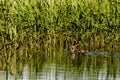 Couple of young grebes on Harthill ponds.