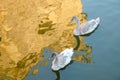 Couple of young grey swans on a lake. Royalty Free Stock Photo