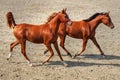 Couple of young horses running Royalty Free Stock Photo