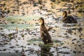 Couple young mallard ducklings swimming in lake.