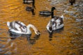 Couple of young swans on autumn lake gold reflection nature birds Royalty Free Stock Photo