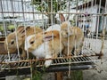 a couple of young white and brown rabbits in the caged.