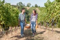 couple of young winemakers picking bunches of grapes in the vineyard