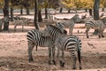 A couple of zebras family on the pasture. Female and male zebras closeup shot