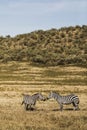 Couple of zebras in savanna on safari in Kenya Royalty Free Stock Photo