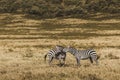 Couple of zebras in savanna on safari in Kenya Royalty Free Stock Photo