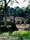 A couple of zebras at Taman Safari Indonesia Royalty Free Stock Photo