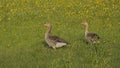 Couple of greylag geese in a madow with yellow flowers
