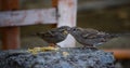 Couples Asian Sparrow birds feeding