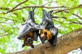 Couples Flying foxes Royalty Free Stock Photo