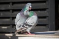 Couples of homing pigeon bird natural mating