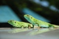 Couples of lizards against blurred background