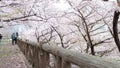 Couples love Sakura, cherry blossom near Osaka Castle Royalty Free Stock Photo