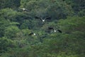 Couples Painted Stork bird flying against green natural wild