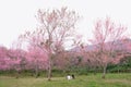 Couples in the pink flower field of Phu Lom Lo