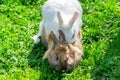 Couples of rabbits mating on green grass