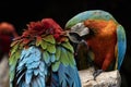 Couples of red scarlet macaws birds perching on tree branch