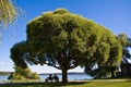 Couples under big tree Royalty Free Stock Photo