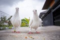 couples of white feather speed racing pigeon feeding on home loft roof