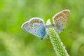 Coupling act in family of Common Blue butterfly Royalty Free Stock Photo