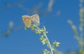 Coupling act in family of Common Blue butterfly Royalty Free Stock Photo