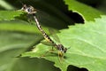 Coupling dragonflies on a green leaf