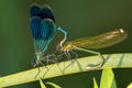 Coupling of dragonflies on a river bank