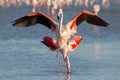 Coupling flamingos, Camargue