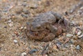 Coupling frogs on sand path Royalty Free Stock Photo