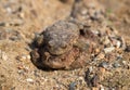 Coupling frogs on sand path Royalty Free Stock Photo