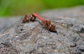 Coupling of red dragonflies