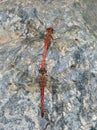 Coupling of red dragonflies