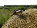 Coupling of shield bugs Carpocoris fuscispinus on the log post. Royalty Free Stock Photo