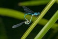 Coupling of two dragonflies forming a heart