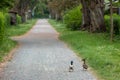 couply of mallard ducks walking down a path in a park Royalty Free Stock Photo