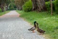 couply of mallard ducks walking down a path in a park Royalty Free Stock Photo